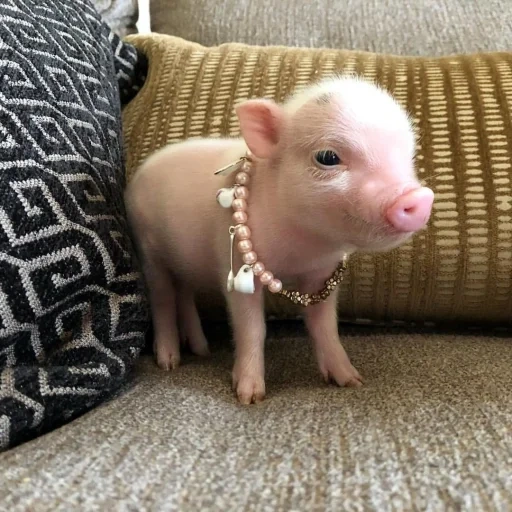 мини свинья, свинка мини пиг, свинки мини пиги, маленькая свинка, маленькая хрюшка