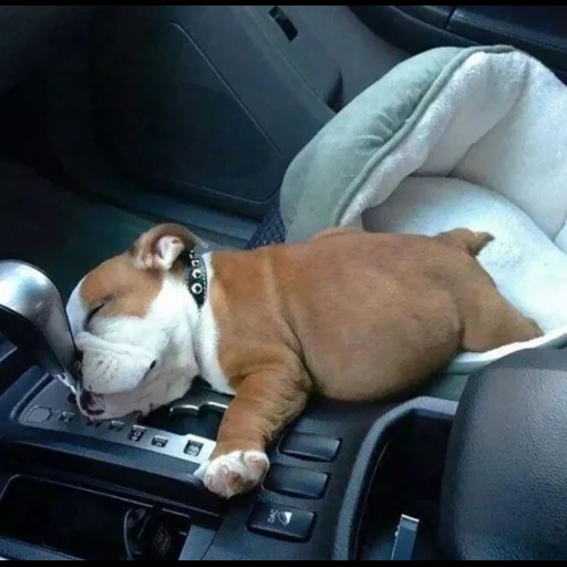 nap, собака, сонные животные, спящие животные, собака спит машине