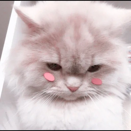 a cat, fluffy cat, cute cats, fluffy kittens, the cat is pink cheeks