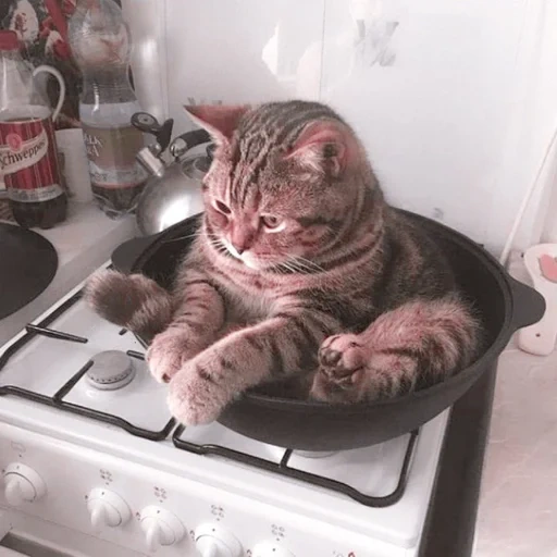 cat, cat, cat is a pot, the cat is a frying pan, cute cats are funny