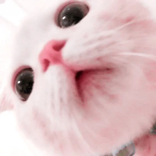 cat, kucing, seal, hewan lucu, hewan wallpaper anda sangat imut