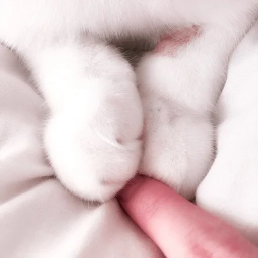 patas de gato, preciosas patas, el pie de kotik, pie de gato