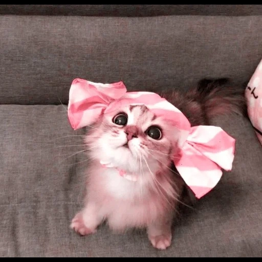 cat with a bow, the cat is a bow, a cat with a bow, kitte's bow, a cat with a bow