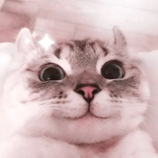 mem cat, cute cats, dear cat meme, the cat is pink cheeks, a cat with pink cheeks