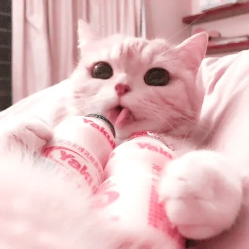 gato fofo, 橘 猫 沙梨 gato, gatos, gatos fofos são engraçados, fotos de gatos fofos