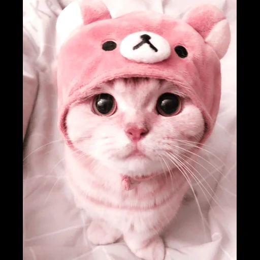 cute cats, kitty hat, a cute cat hat, cute funny cats, cute cats of different hats