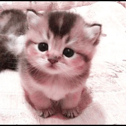 cute cats, cutty kittens, charming kittens, little cute kitten, cadets are small