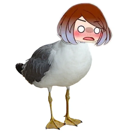 meme, burung, diagram, orang, anime karakter duck girl
