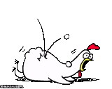 chicken, chicken stripes, simon's cat movie 1972, smiling face dancing chicken, funny animal pictures