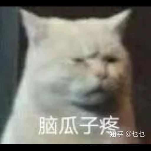 кот, котэ, кошка, кот мем, пекинская кошка