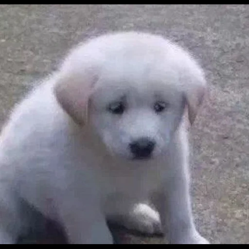 собака щенок, лабрадор щенок, ретривер собака, голден ретривер щенок мальчик, щенок метис лабрадора белый 1 месяц