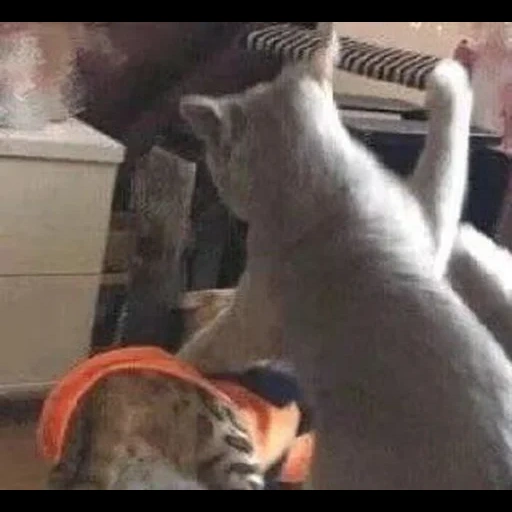 кот, кошка, котик, тайская кошка, животные котики