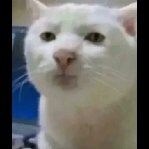 серьезный кот, плачущий кот мем, плачущий кот мема, серьезный кот мем, мем грустный котик