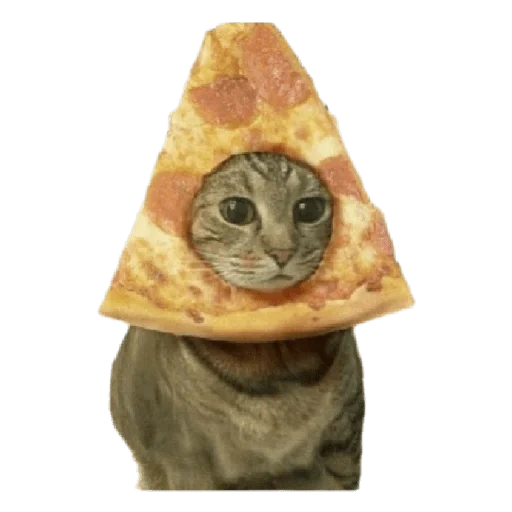 gato, gato de pizza, gatos divertidos con pizza, pizza gato hocico