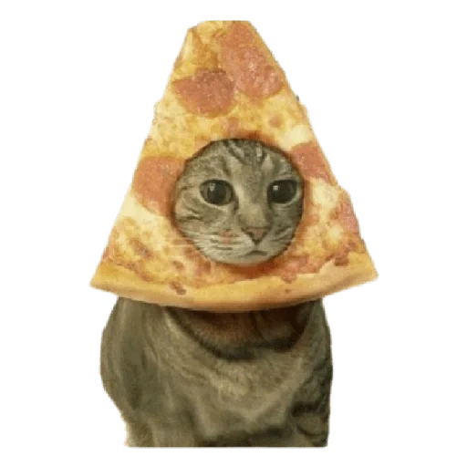 katze, pizza katze, lustige katzen mit pizza, pizza katzenmündung