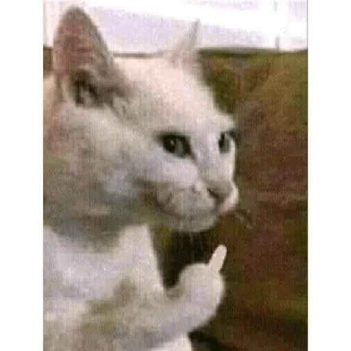 gatto, gatto, cane di mare, un gatto meme, gatto che piange meme