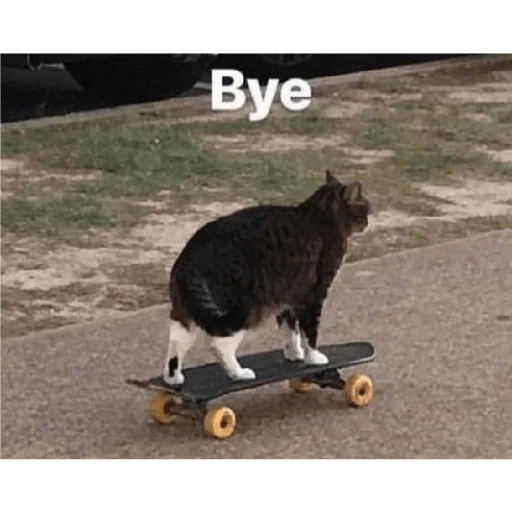 gatto, i gatti, i cani di mare sono ridicoli, gli animali sono ridicoli, gatto che scivola addio