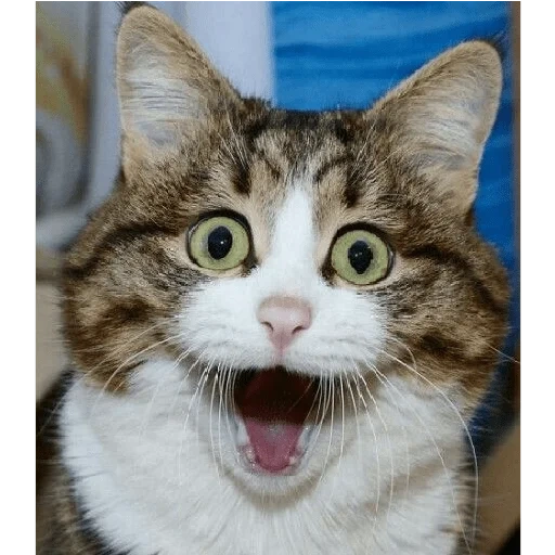 cat shock, the cat is funny, the cat is delighted, a surprised cat, a surprised cat