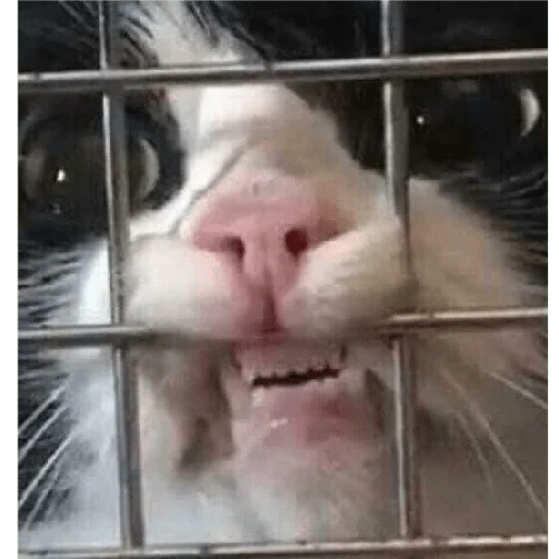 kucing, kucing, seekor kucing, catca cage, kucing itu lucu