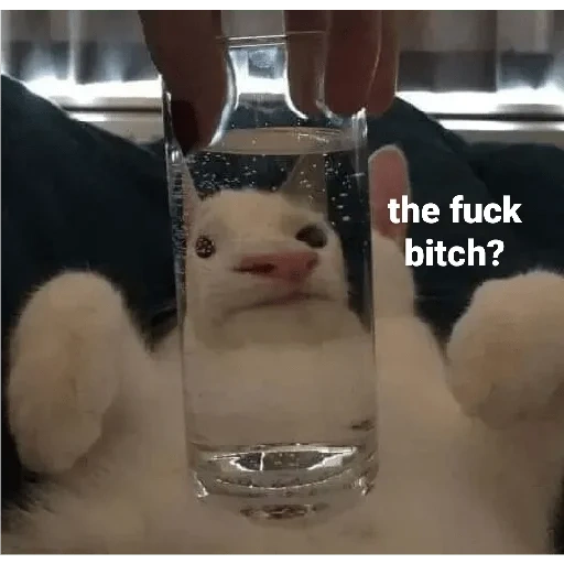 the cat is a glass, funny animals, meme about tinder cat, funny cats jokes, the most rye cats video memes