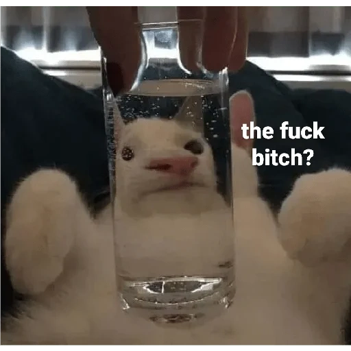 el gato es un vaso, animales divertidos, meme sobre tinder cat, chistes de gatos divertidos, la mayoría de los memes de video de rye cats