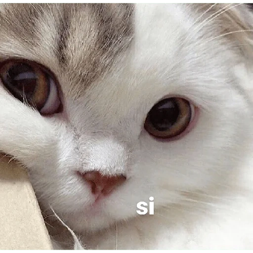 gato, cão do mar, gato fofo, falcões fofos, gato branco