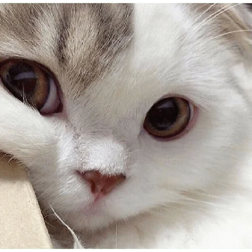 gato, cão do mar, gato preso, falcões fofos, gato branco