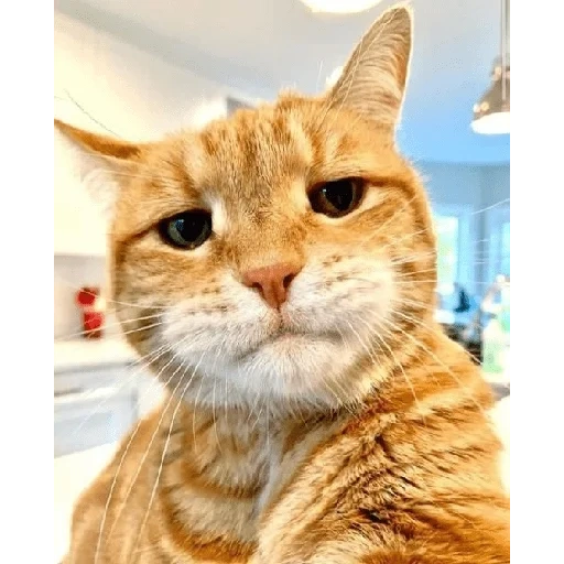 gato, gato, gatito, gato anaranjado, selfie de gato rojo