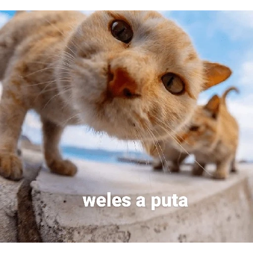 gato, los gatos son divertidos, los animales son divertidos, los lindos gatos son divertidos, un lindo gato es emocionante