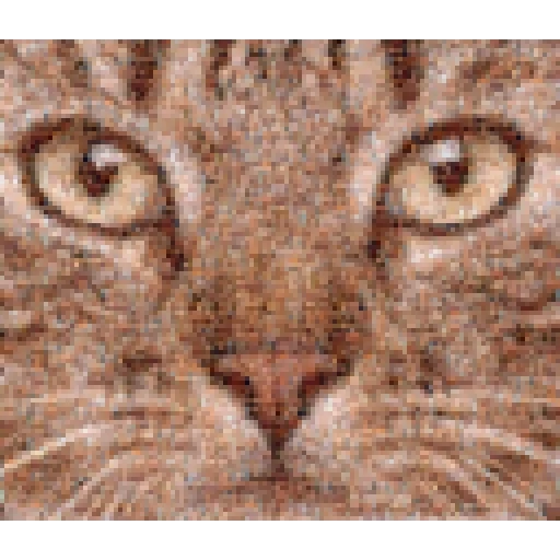 face de chat, face de chat, yeux de chat, face de chat, face de chat