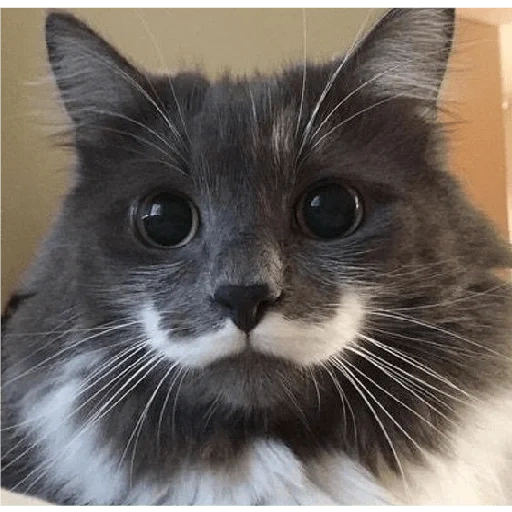 cat, cat, cat mustache, the cat mustache, animal cats