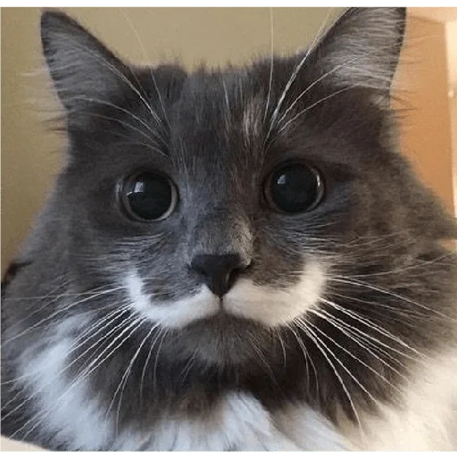 cats, cats, moustaches de chat, chat moustachu, chats animaux