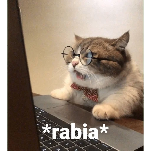 cat, cat motya, the cats are funny, a cat at a computer
