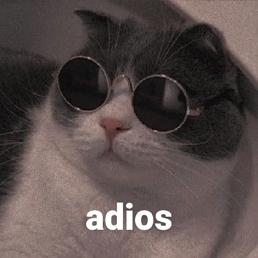 cats, meme, odaries à fourrure, mème de chat