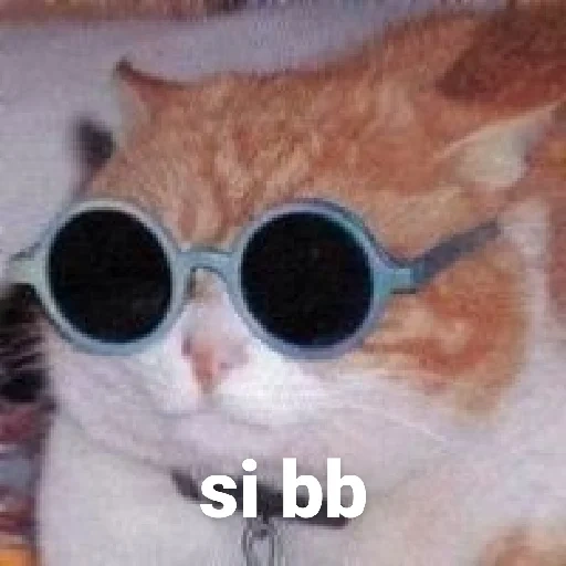 gato, cat, óculos redondos de gato