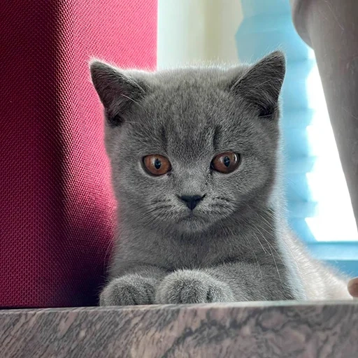 gato británico, focas británicas, gatito británico, gato de pelo corto británico, gatito de pelo corto británico