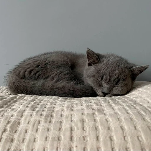 gato, gato, gatito gris, gatos británicos, gato de pelo corto británico