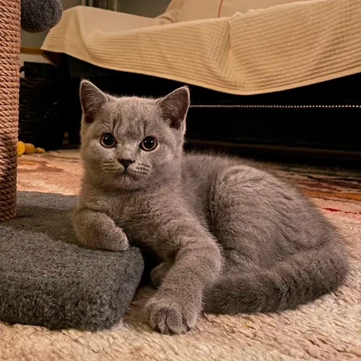 gato, gato británico, gatos británicos, gato escocés, gato de pelo corto británico