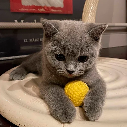 gato, gato, gatinho, gato britânico, gato britânico