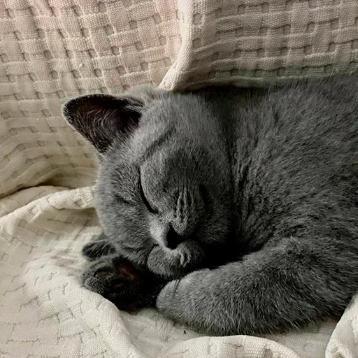 серый кот, кот сонный, серая кошка, сонный котик, спящий котик