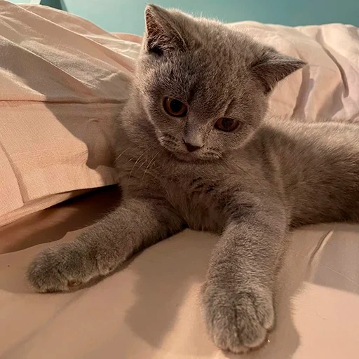 gatto, gattino grigio, felino britannico, gatto scozzese, gatto britannico a pelo corto