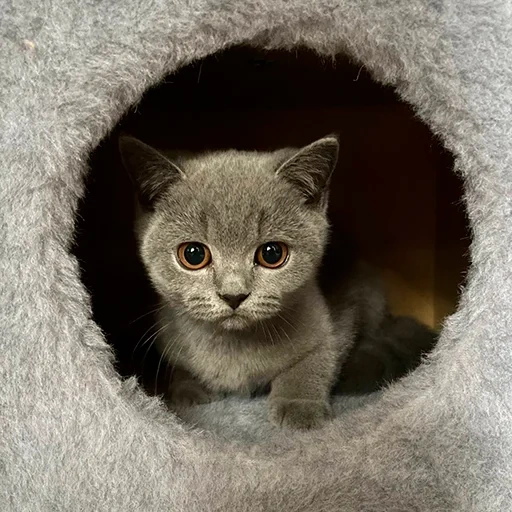 gato, gato, gato cinzento, cat britânico, gato escocês