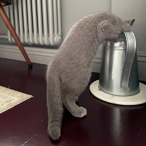 cat, cat, the cat is gray, funny cats, british cat