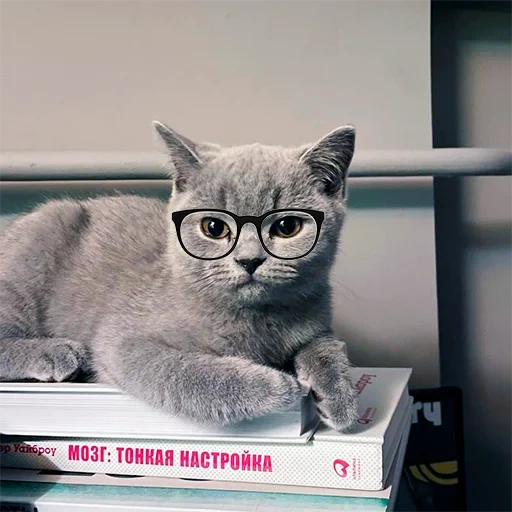 кот, кот умный, кот ученый, кот ботаник, серый котенок