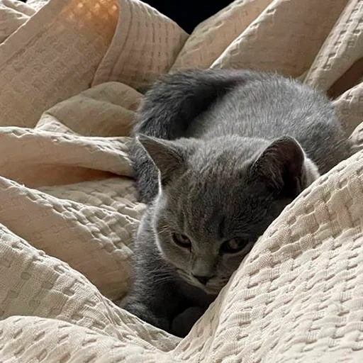 gatto, gatto, gattino, gatto grigio, gattino grigio