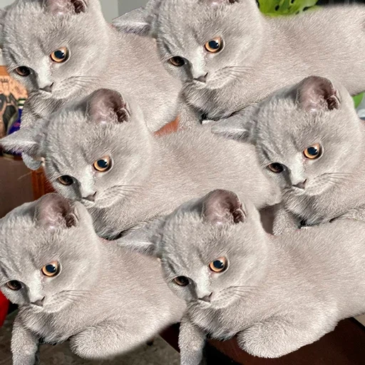 chat anglais, chaton écossais, chaton anglais chaton, chaton anglais violet, chaton britannique à poil court