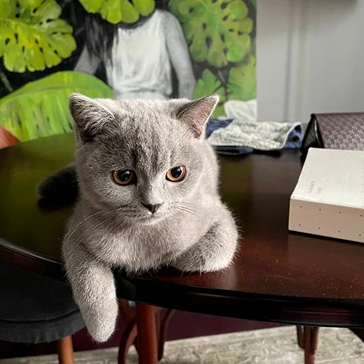 gato, gatito, gatos británicos, focas británicas, gato de pelo corto británico