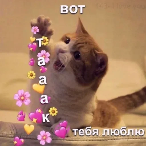 ama a los gatos, gatos picchi, corazones de gatos, lindo ganado de negociaciones, lindos gatos con corazones memes