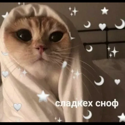 кошка, котики, милые котики, сладких снов, всем спокойной ночи