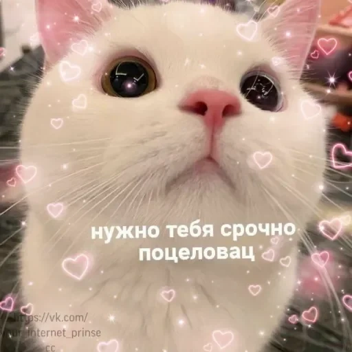 cats, cute cat, cute text, cute cats, i love you cute picchi cat